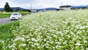 見頃を迎えたソバの花＝忍野村忍草（８月２９日撮影）