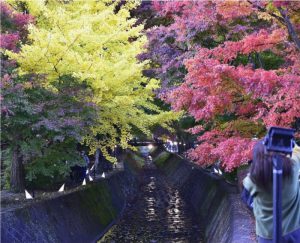 もみじ回廊の紅葉＝富士河口湖町内（２０２１年１１月）