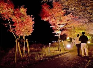 ライトアップされた紅葉まつりの会場＝山中湖村内